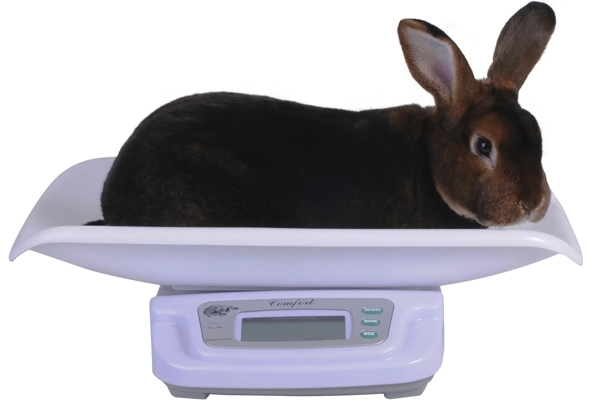 Kaninchen Waage Digital max. 20 kg - 0