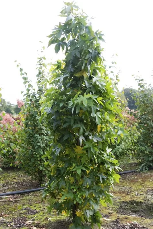 Amberbaum säulenförmig Liquidambar styracifl. Slender Silhouette - 7 L Topf 80-100 cm - 3