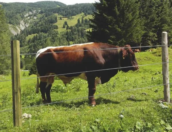 Holz Zaunpfähle 8 x 200 cm, 30 Stück - ideal für den Zaunbau - 0