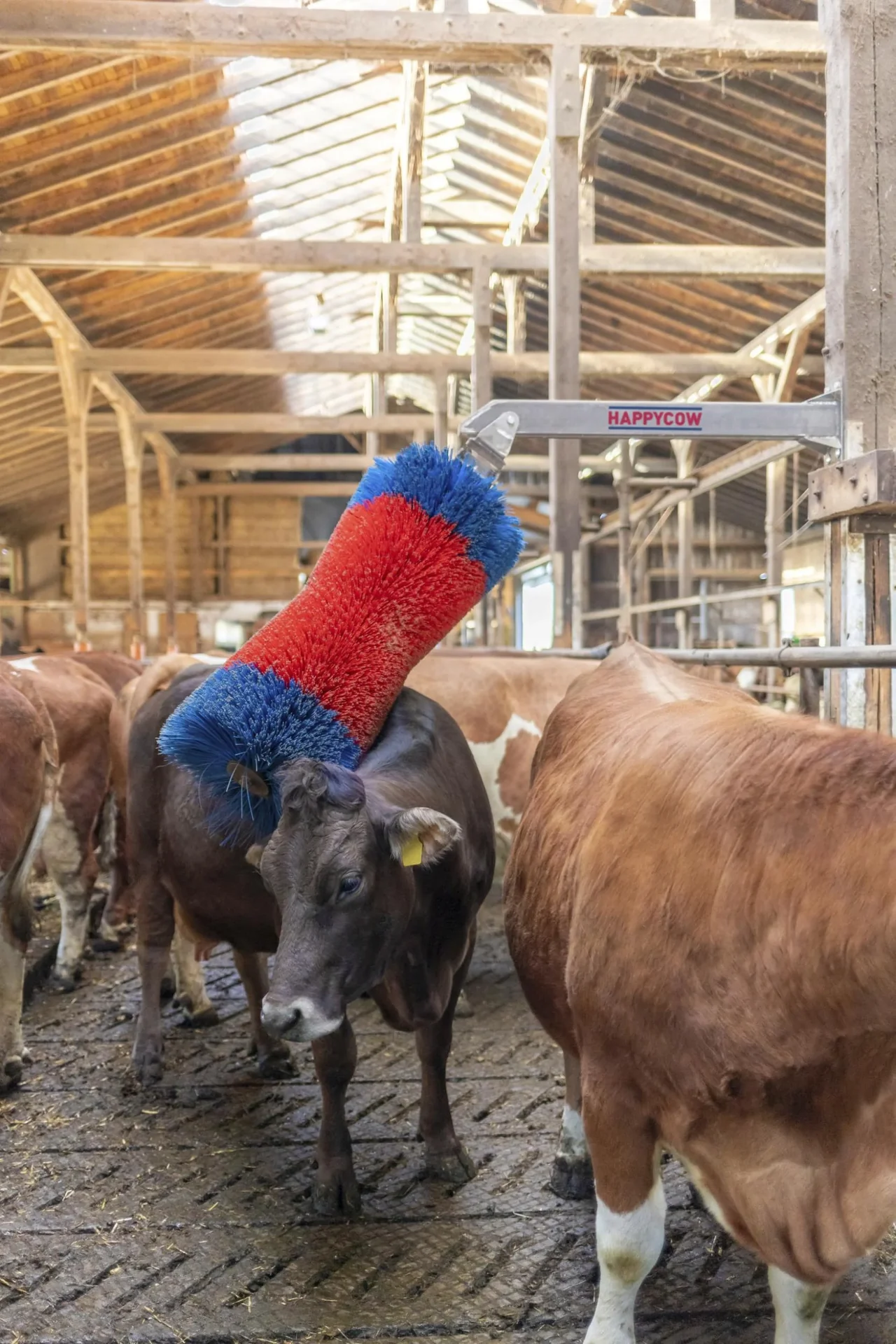 Viehbürste HAPPYCOW Free Maxi - 0