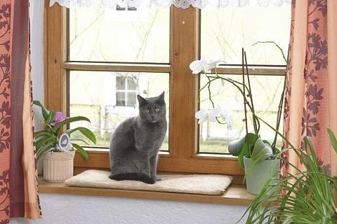 Fensterliegekissen für Katzen, 60 x 26 cm - 1