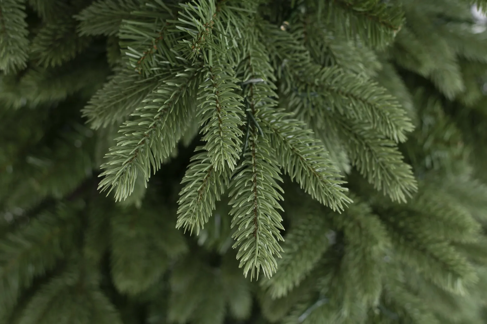 Weihnachtsbaum Roswell Kiefer 210 cm - 0