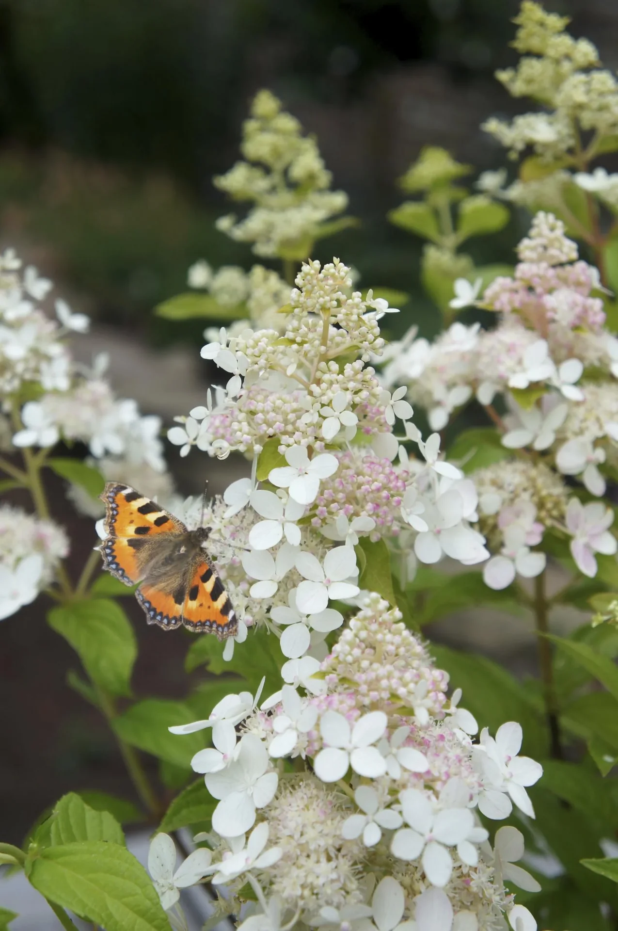 Rispenhortensie Confetti - Hydrangea paniculata - 12 L Topf 80-100 cm - 0