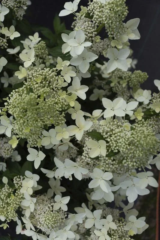 Rispenhortensie Confetti - Hydrangea paniculata - 12 L Topf 80-100 cm - 1