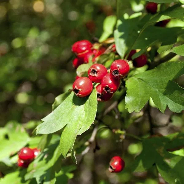 Weißdorn Crataegus monogyna - 7.5 L Topf 80-100 cm - 0