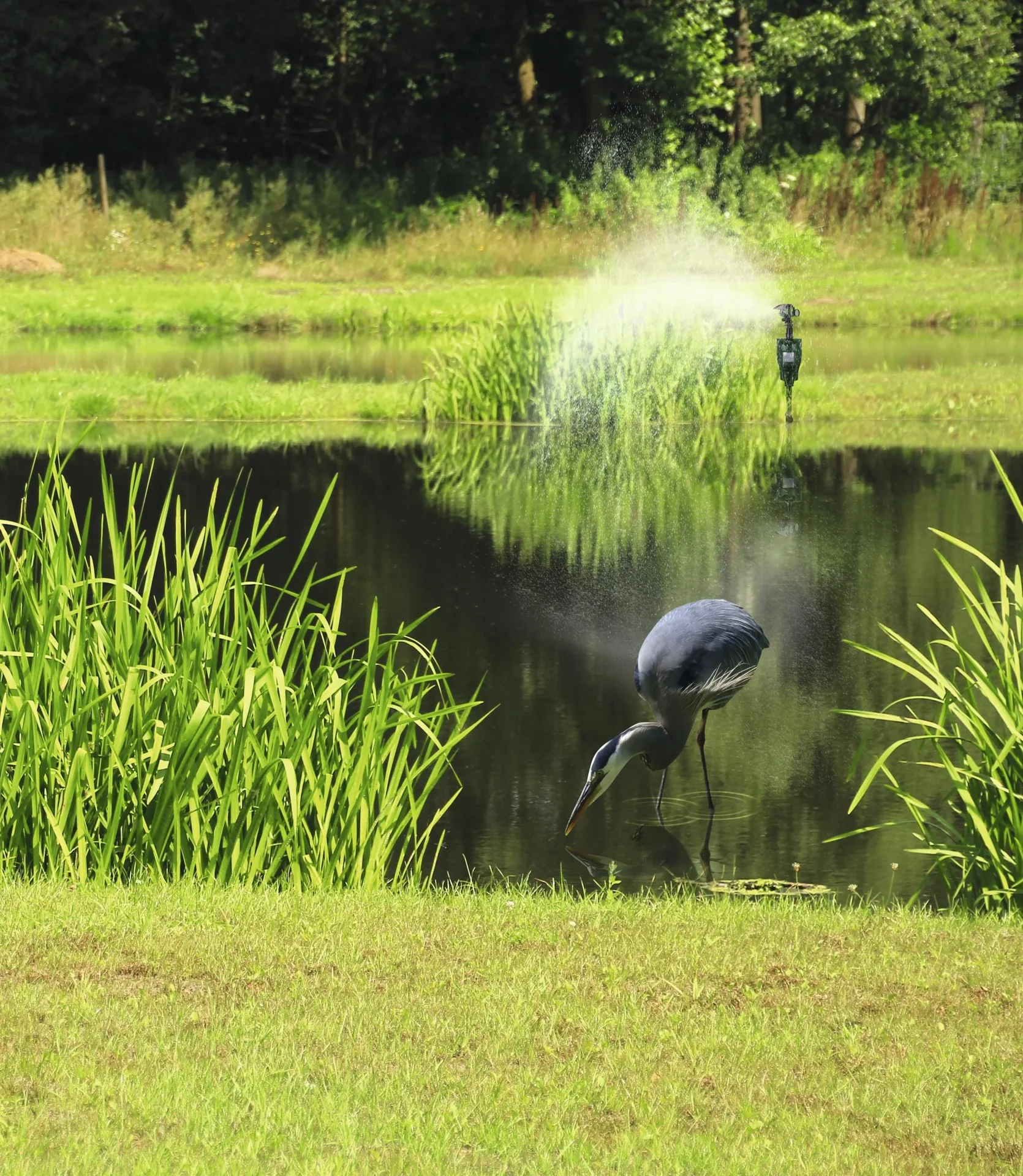 Wasser-Tiervertreiber - 6