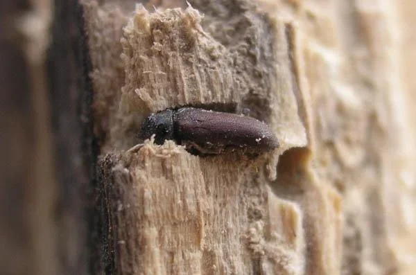 Holzwurmtod, 2,5 l - 1