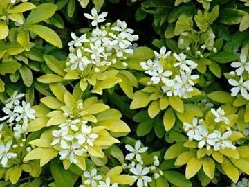 Orangenblume Brica - Choisya ternata - 7 L Topf 40-60 cm "" - 0
