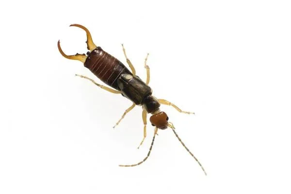 Insektenhotel XXL - 3