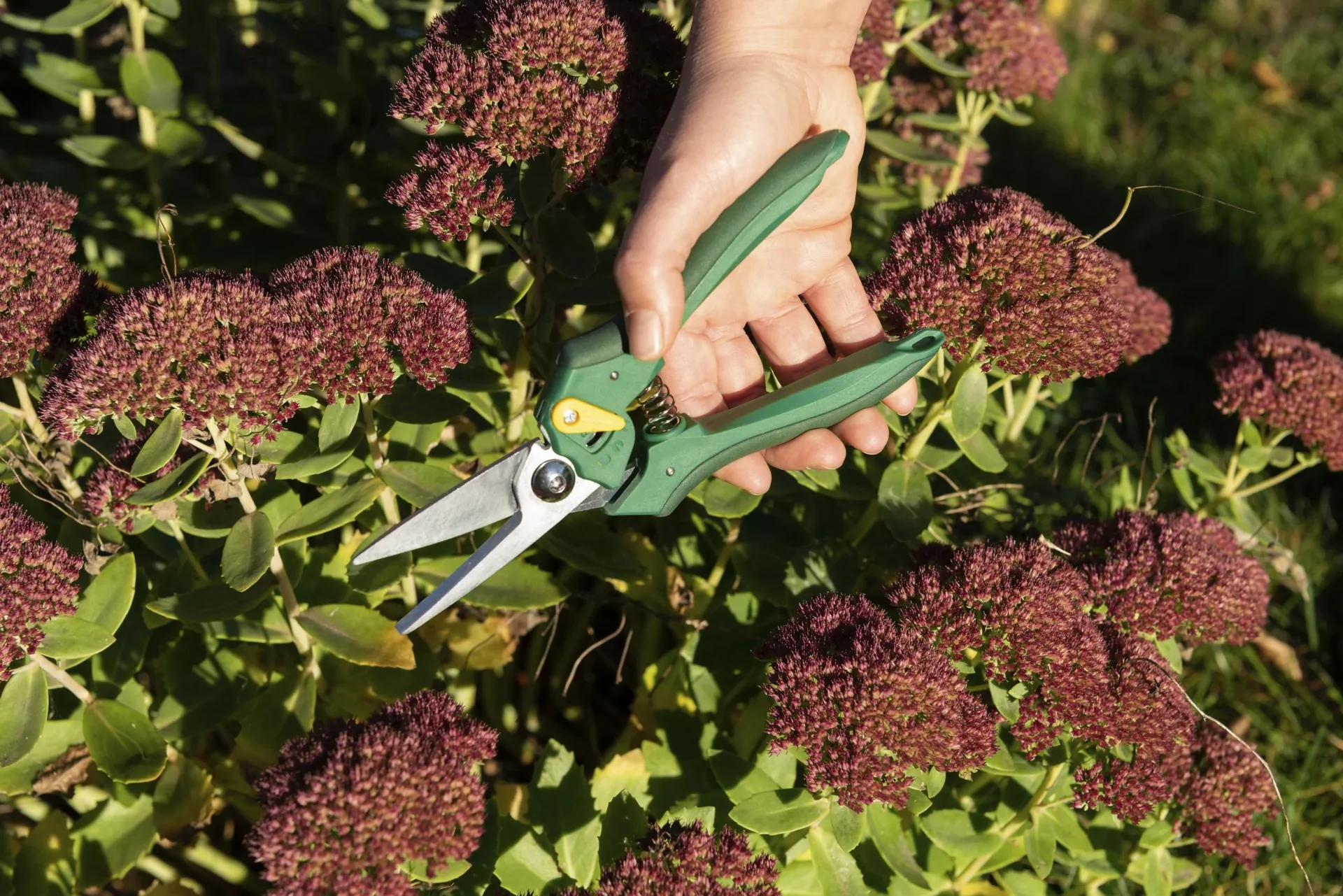 Einhand-Gartenschere, Floristen-Ausführung - 1