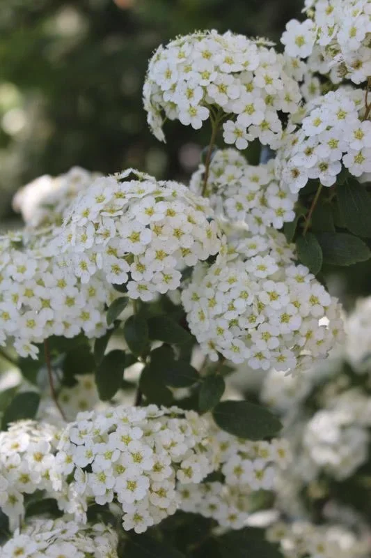 Prachtspiere Spiraea vanhouttei - 12 L Topf 100-125 cm - 0