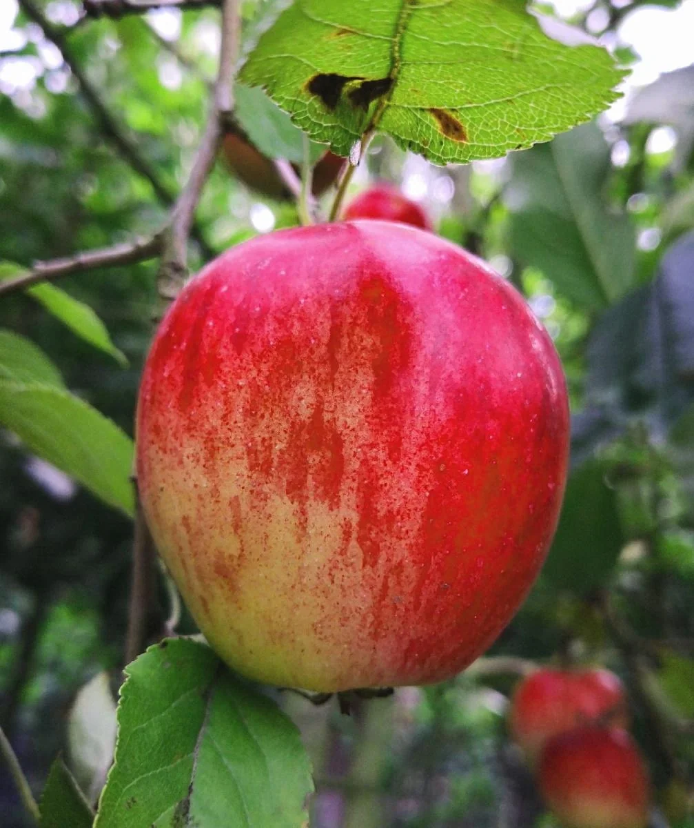 Apfel "Rote Sternrenette" Busch, im 10L-Container - 1