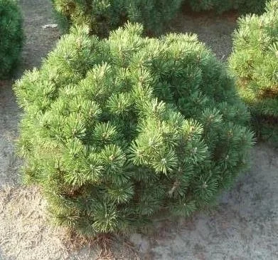 Kugel-Kiefer, Pinus mugo "Mops", 7,5 Liter Topf, 30-40 cm hoch - 2