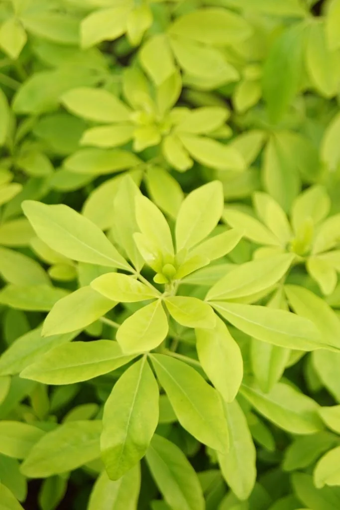 Orangenblume Brica - Choisya ternata - 7 L Topf 40-60 cm "" - 3