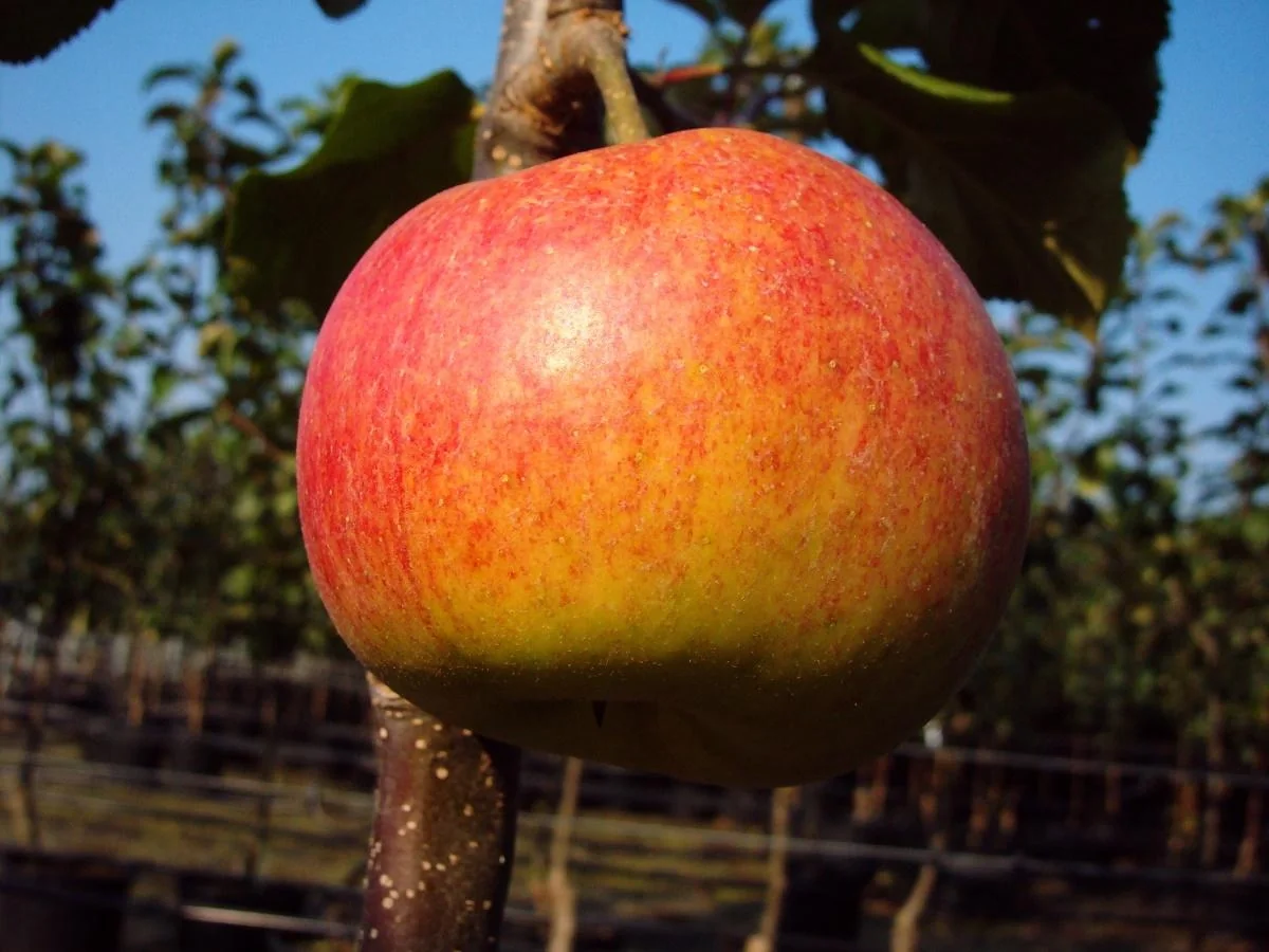 Apfel "Rebella" Busch, im 10L-Container - 1