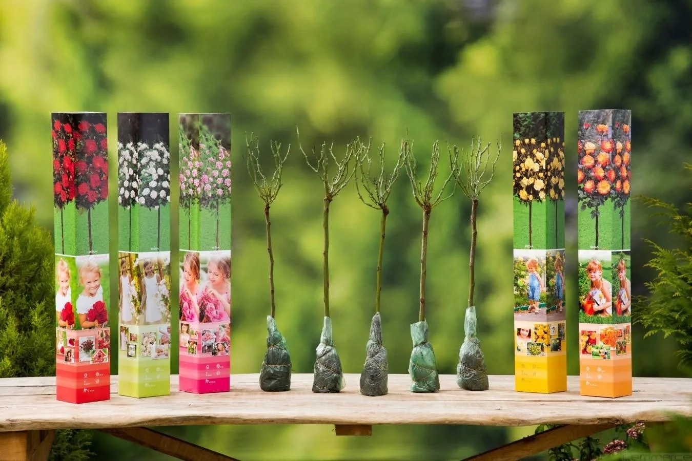 Aufblühendes Set mit 5 Mini-Standard-Rosen 55-70 cm - 1
