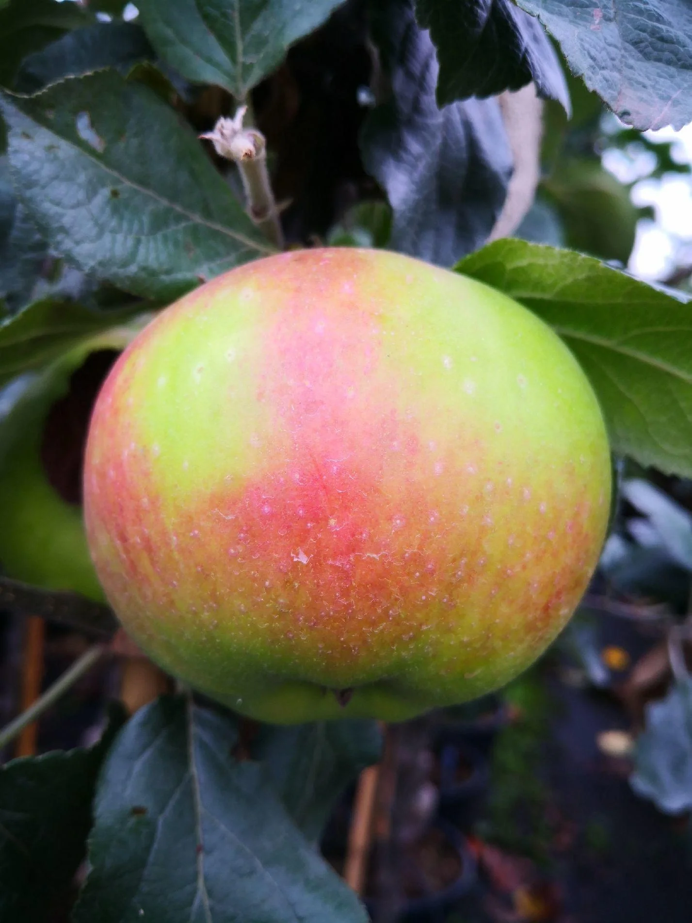 Apfel "Jakob Lebel" Busch im 5L-Container - 1