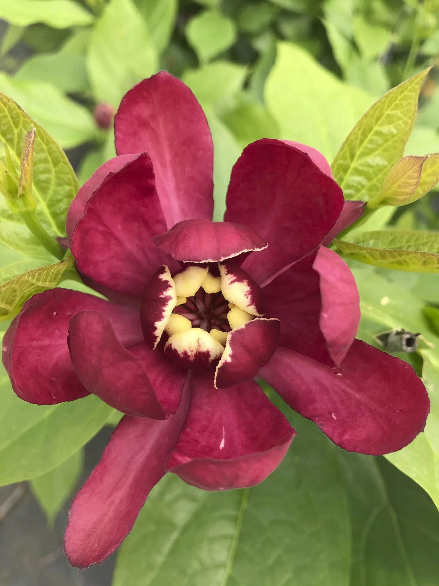 Gewürzstrauch Aphrodite - Calycanthus raulstonii - 7.5 L 60-80 cm - 1