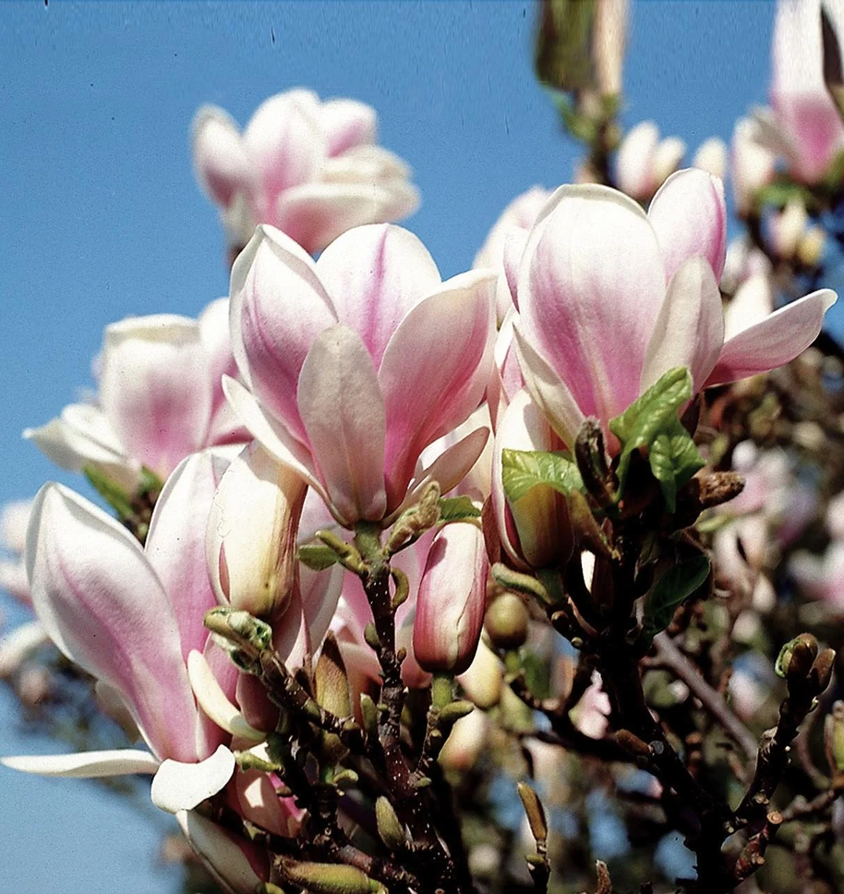Tulpenmagnolie Magnolia soulangiana - 5 L Topf 60-80 cm - 2
