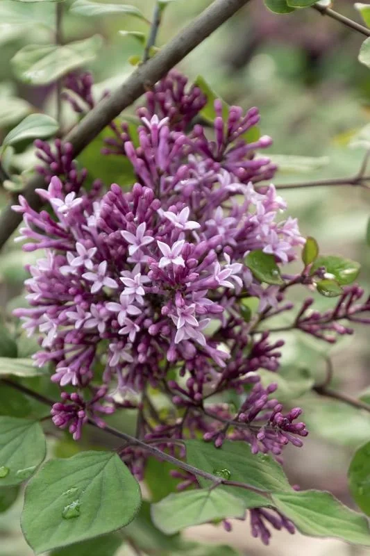 Meyer´s Flieder, Syringa meyeri "Dark Purple" -S-, 4,6L Topf, 40-60 cm hoch, 2er-Set - 2