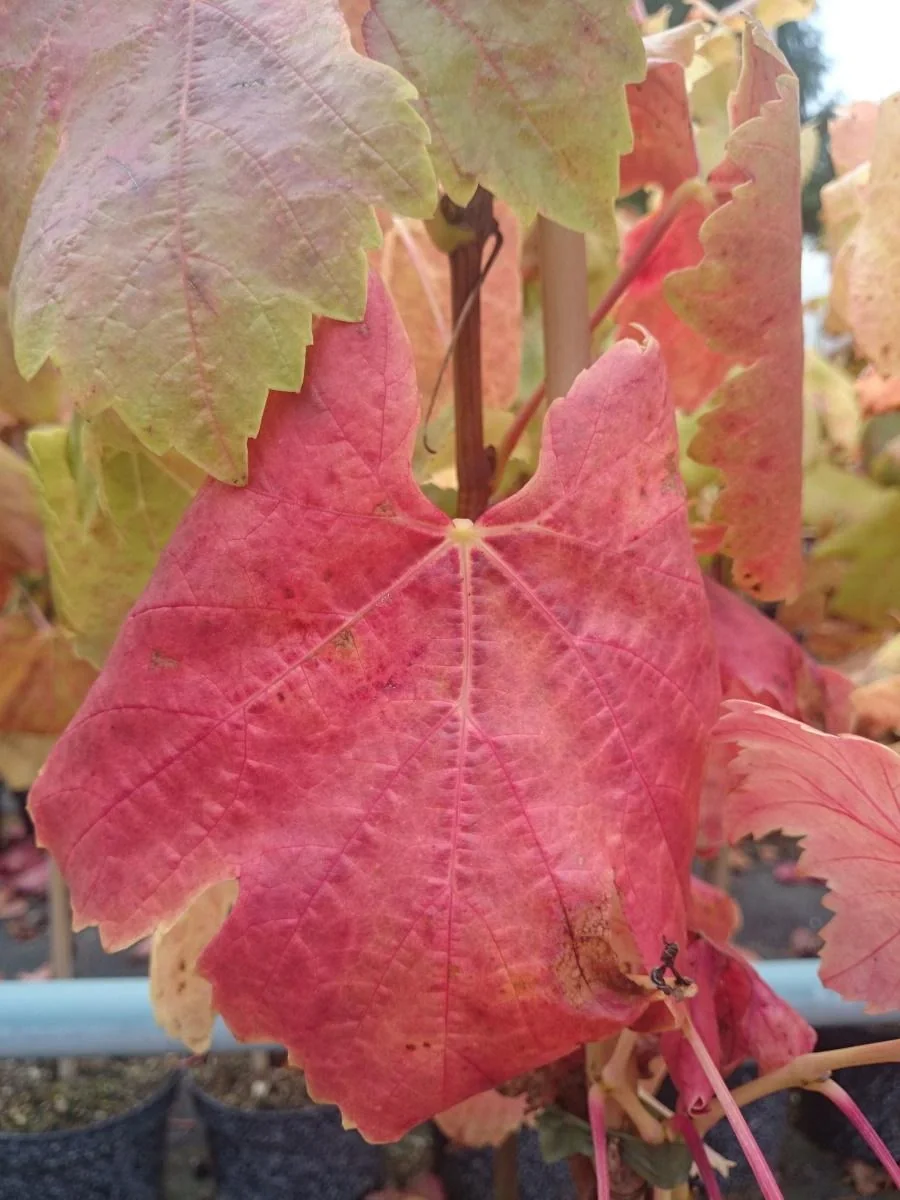 Weinrebe "Kourgan Rose", 3,5L-Container - 1