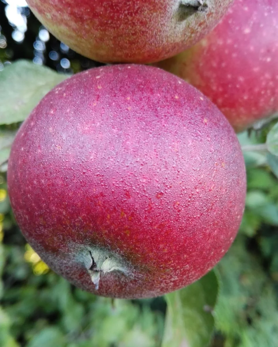 Apfel "Ingrid Marie" Halbstamm, im 10L-Container - 1