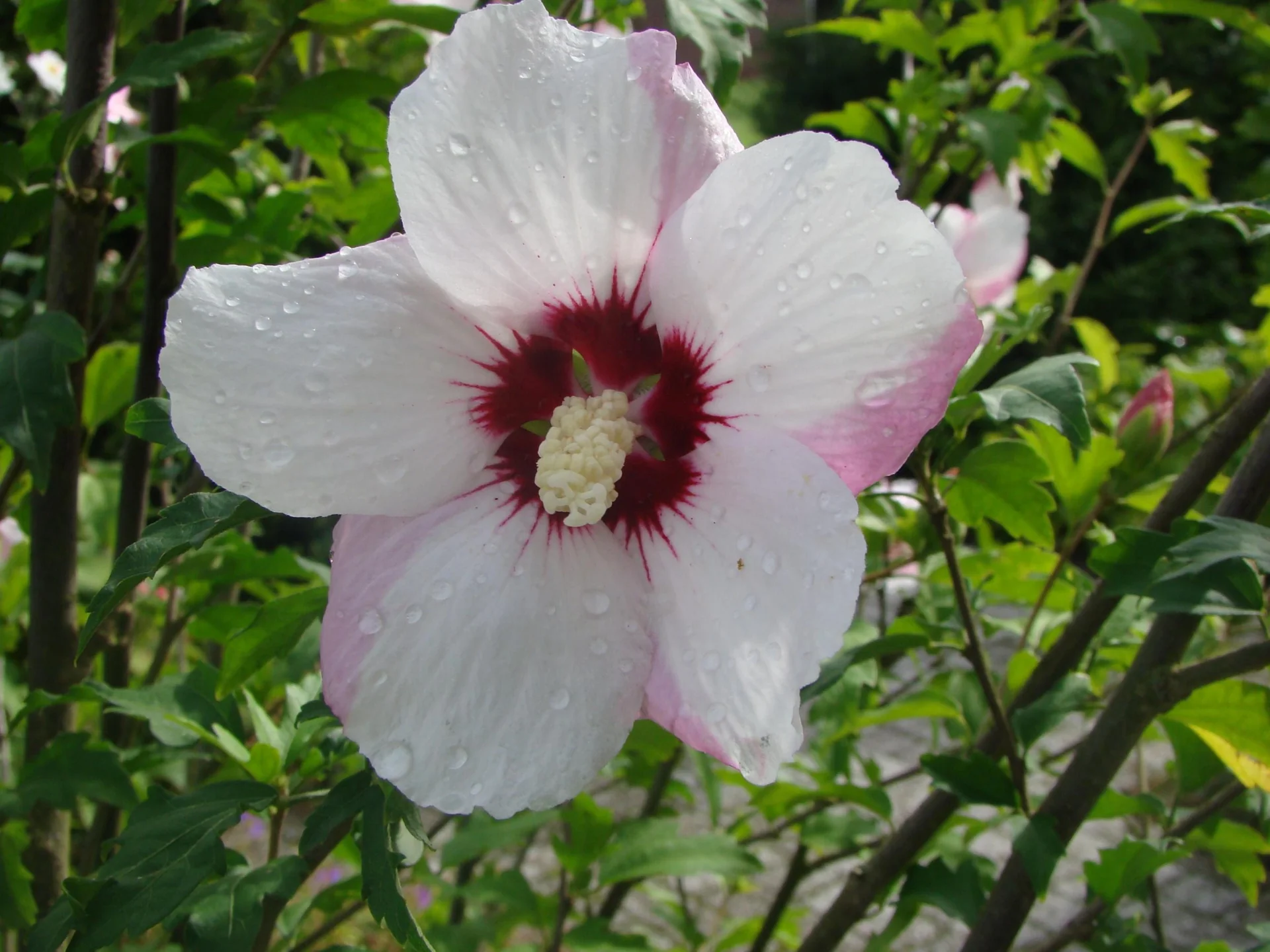 Garteneibisch Pinky Spot - Hibiscus syriacus - 12 L Topf 80-100 cm - 1