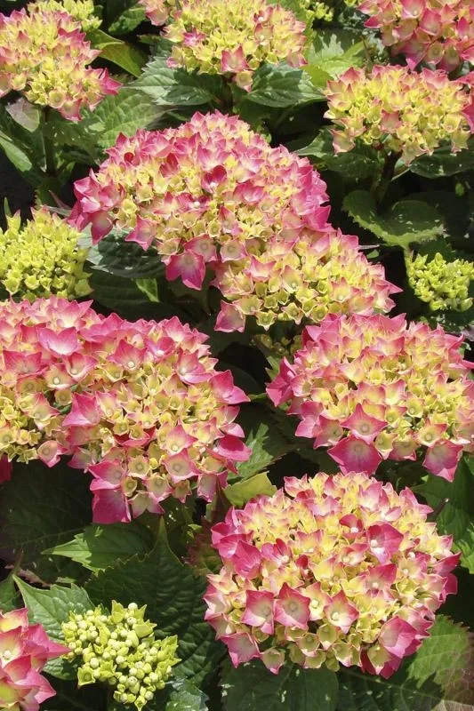 Bauernhortensie rot Hydrangea macrophylla - 7.5 L Topf 40-60 cm - 2