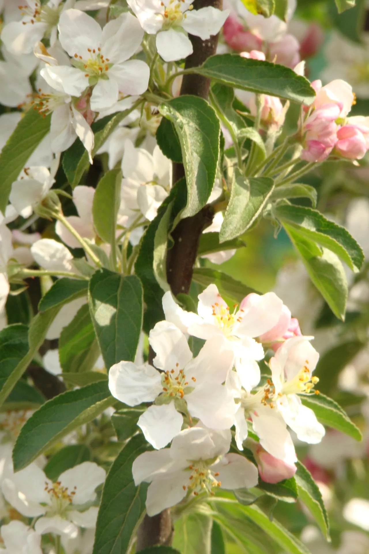 Zierapfel Golden Hornet - Malus - 7 L Topf 80-100 cm - 3