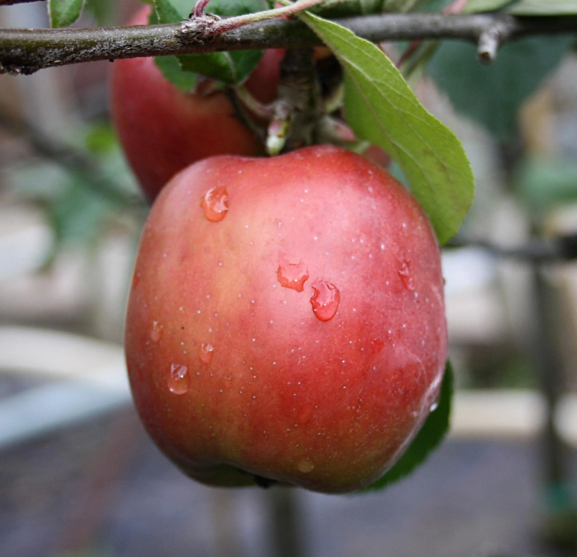 Apfel "Gravensteiner" Busch, im 10L-Container - 1