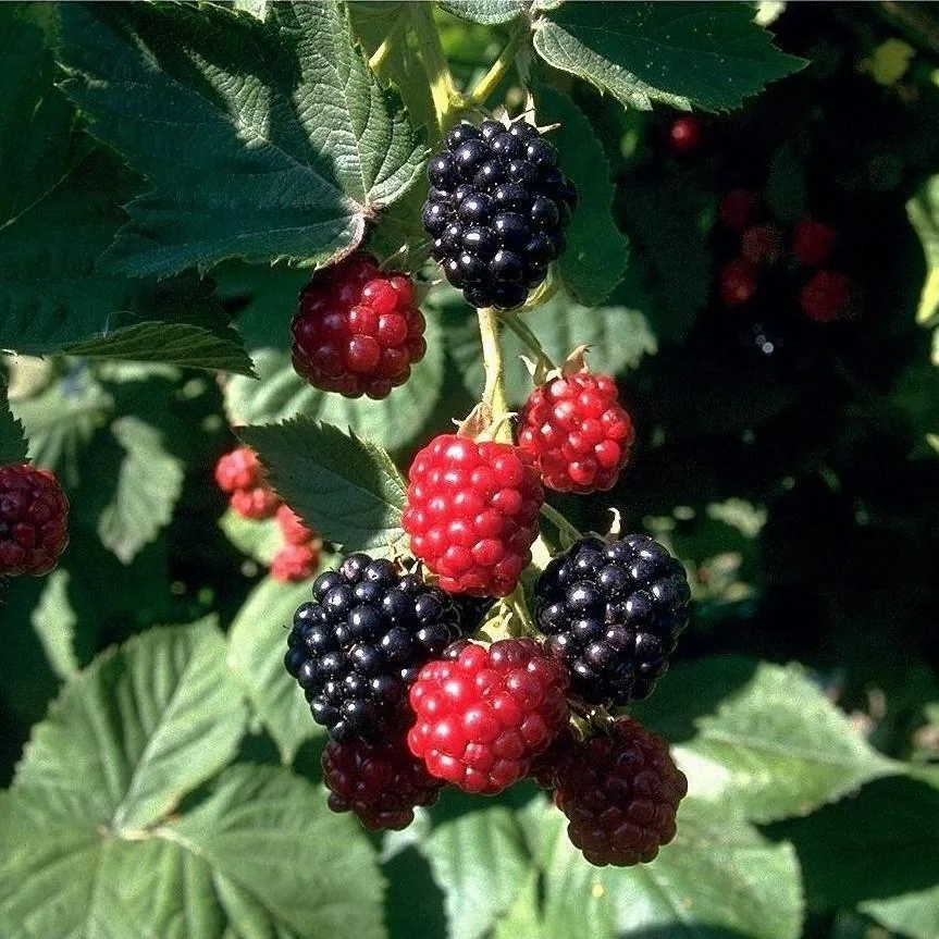 Brombeere "Chester Thornless", 3,5L-Container - 1