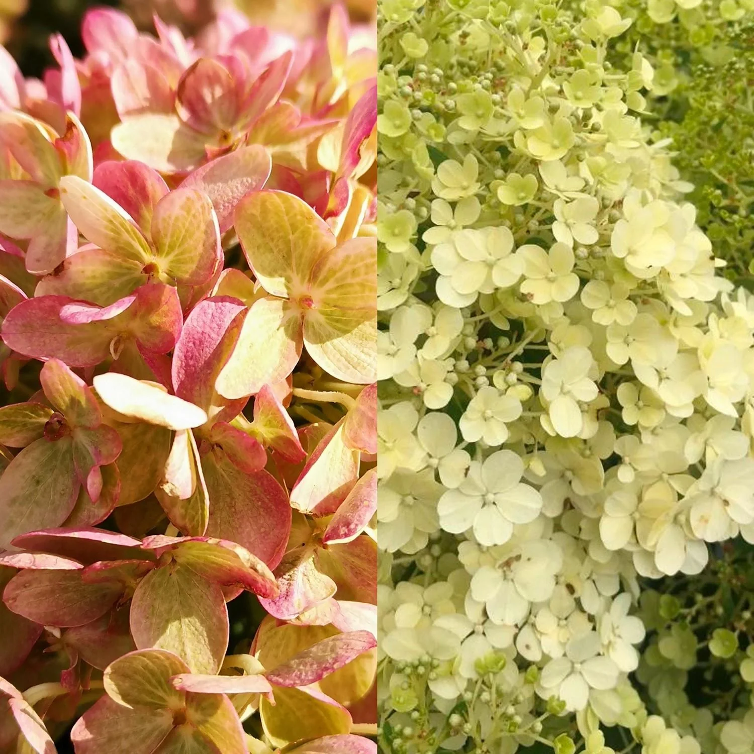 Rispenhortensie, Hydrangea pan. "Bobo" + "Little Lime'", 4,6L Topf, 30- 40 cm hoch, 2 Stück im Set - 1