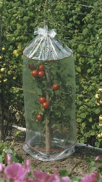 Tomatenhauben 3x - 1
