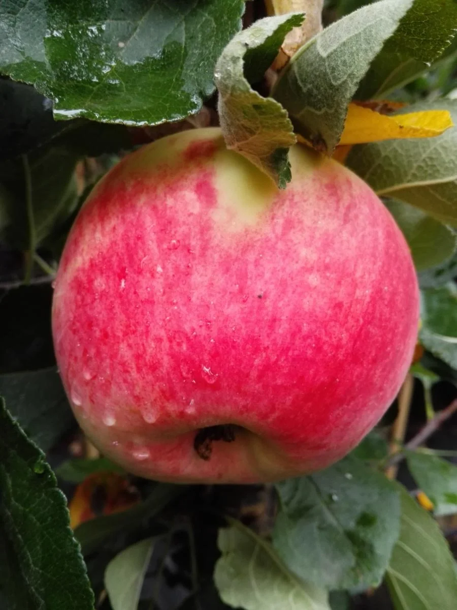 Apfel "Piros" Busch, im 10L-Container - 1