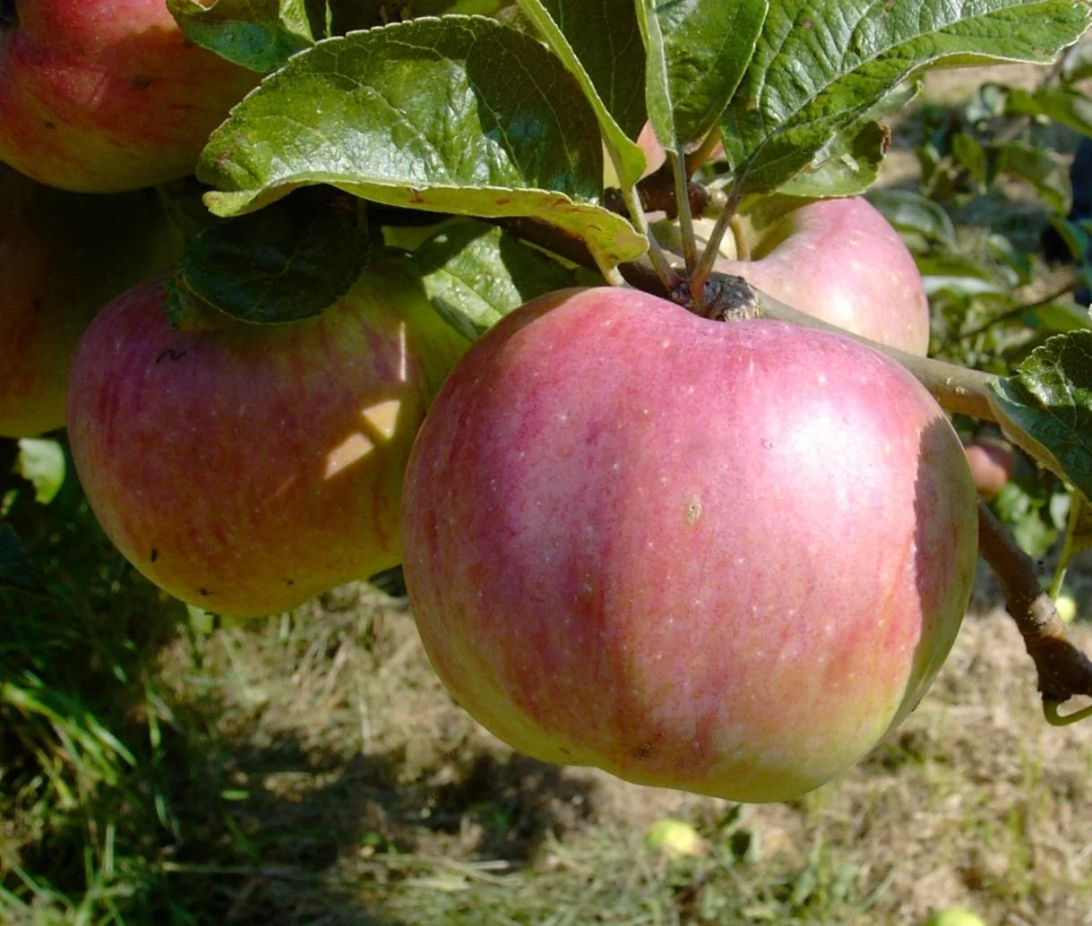 Apfel "Ontario", Busch, im 10L-Container - 1
