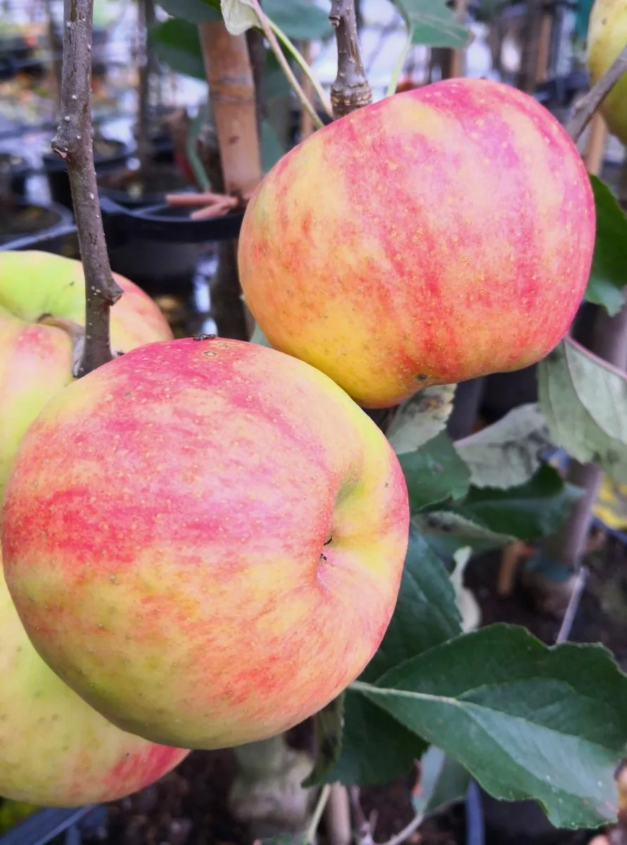 Apfel "Karneval" Busch, im 10L-Container - 1