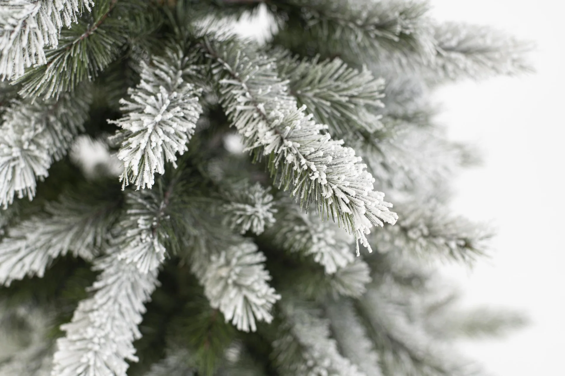 Weihnachtsbaum Cedar Kiefer Frost 150 cm - 10