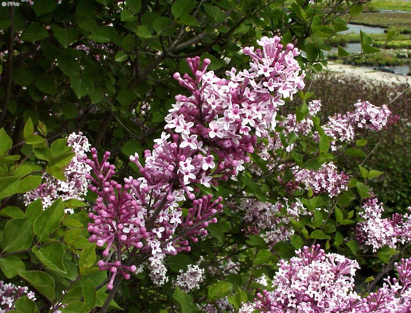 Meyers Flieder Josee - Syringa meyeri - 7.5 L Topf 60-80 cm - 1