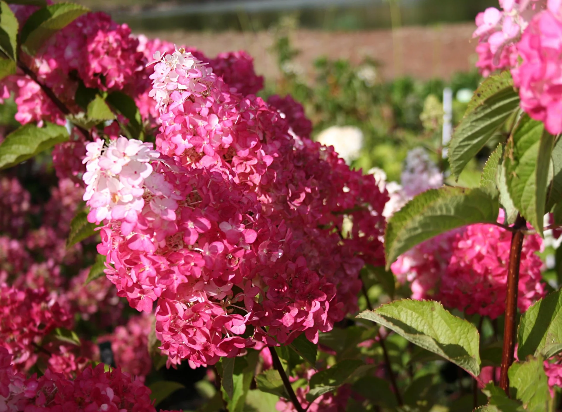 Rispenhortensie Fraise Melba - Hydrangea paniculata - 12 L Topf 60-80 cm - 4