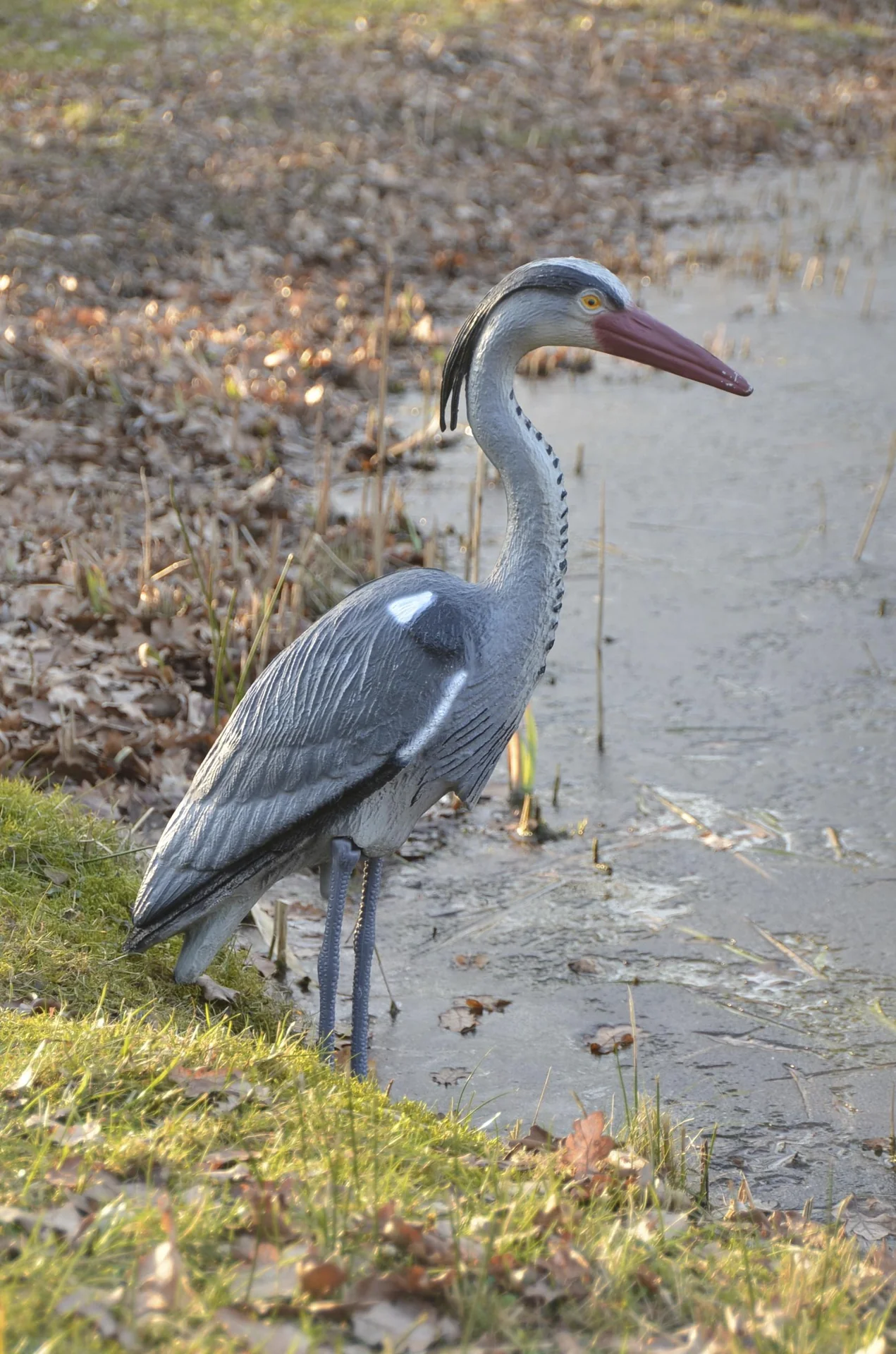 Fischreiher   - 2