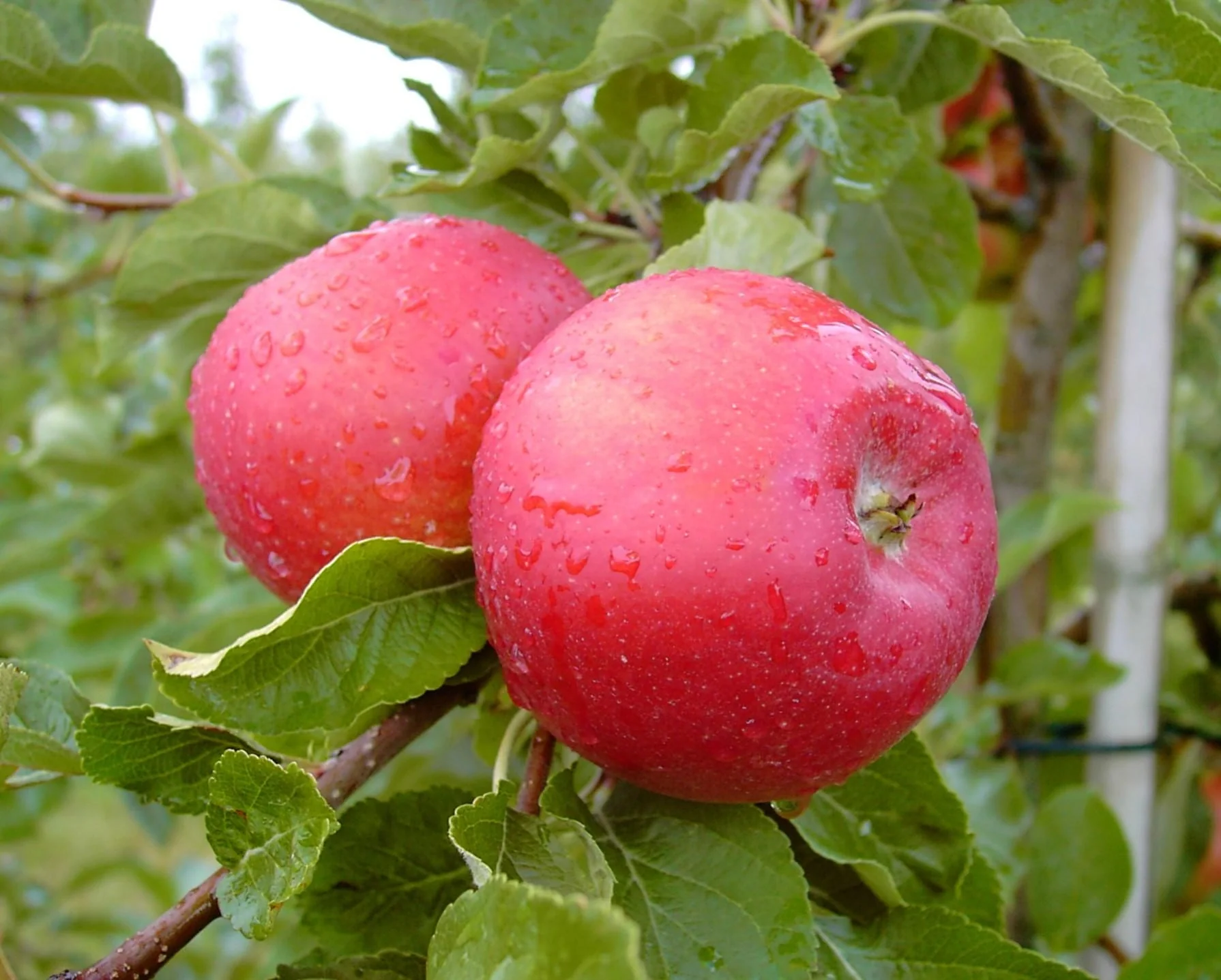 Apfel "Santana" Busch, im 10L-Container - 1