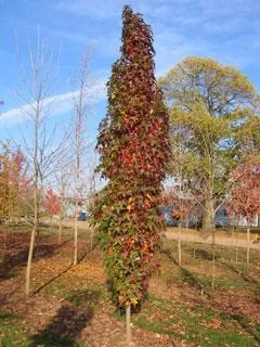 Amberbaum säulenförmig Liquidambar styracifl. Slender Silhouette - 7 L Topf 80-100 cm - 5