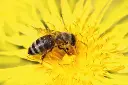 Insect Hotel XXL111.webp