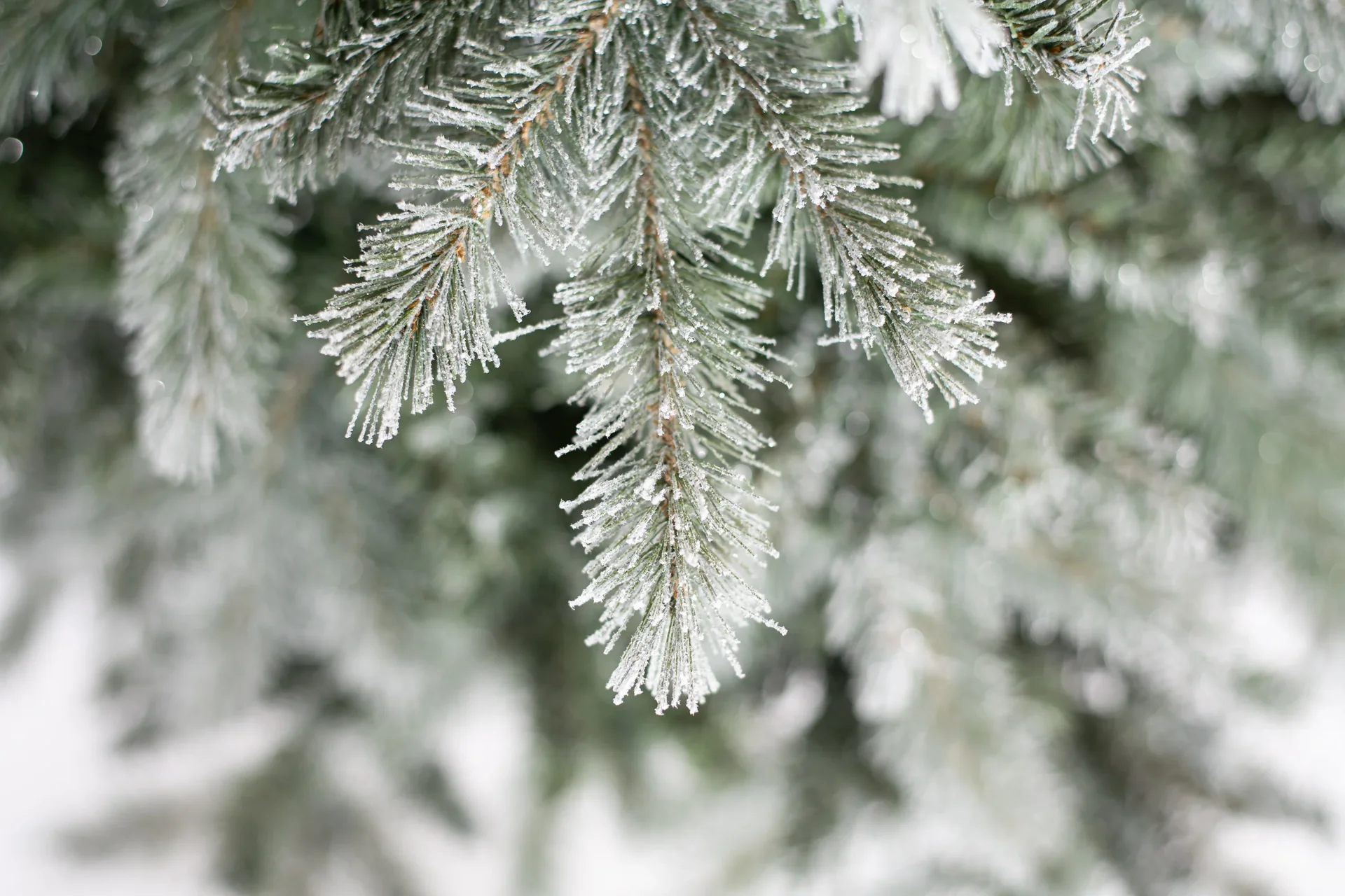 Fichte Frost 180 cm - 7