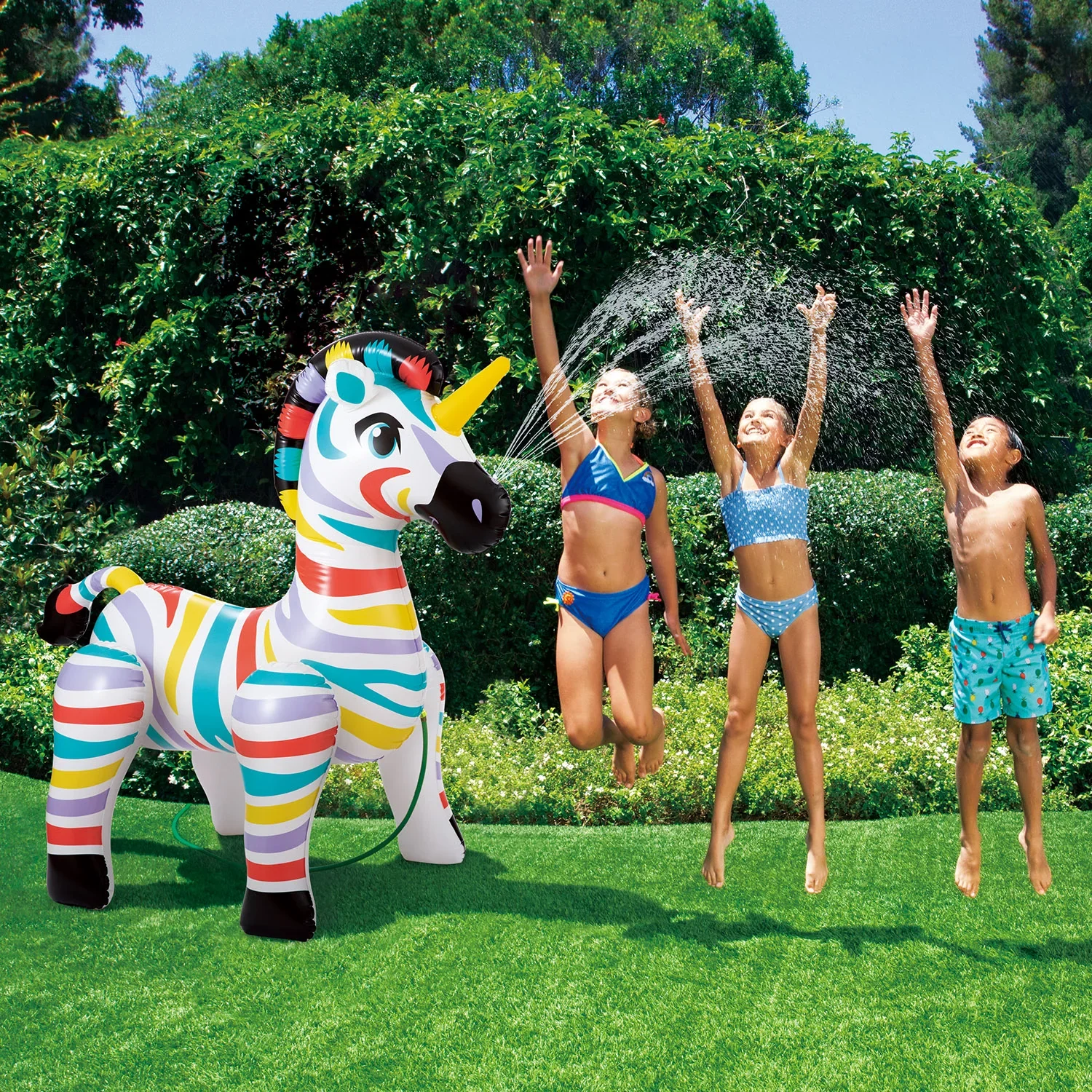 Zebra - 3