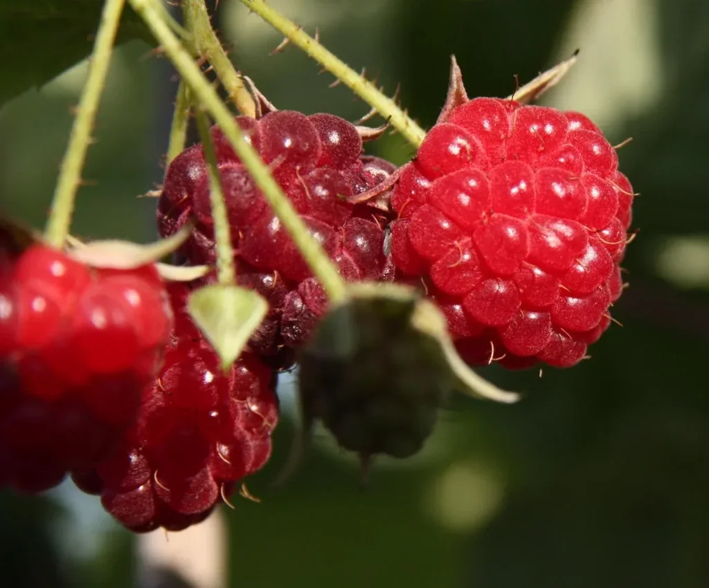Himbeere "Himbo-Star",-3,5L-Container