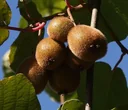 Kiwi "Solo", 3,5L-Container,