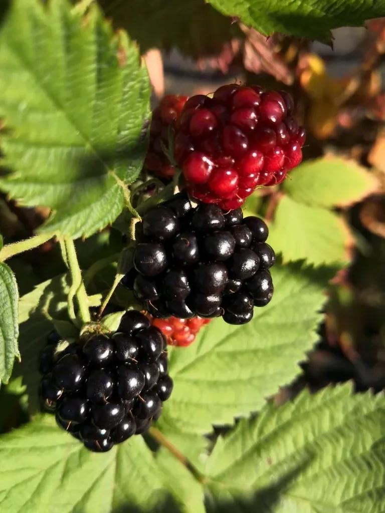 Brombeere "Little Black Prince", 3,5L-Container