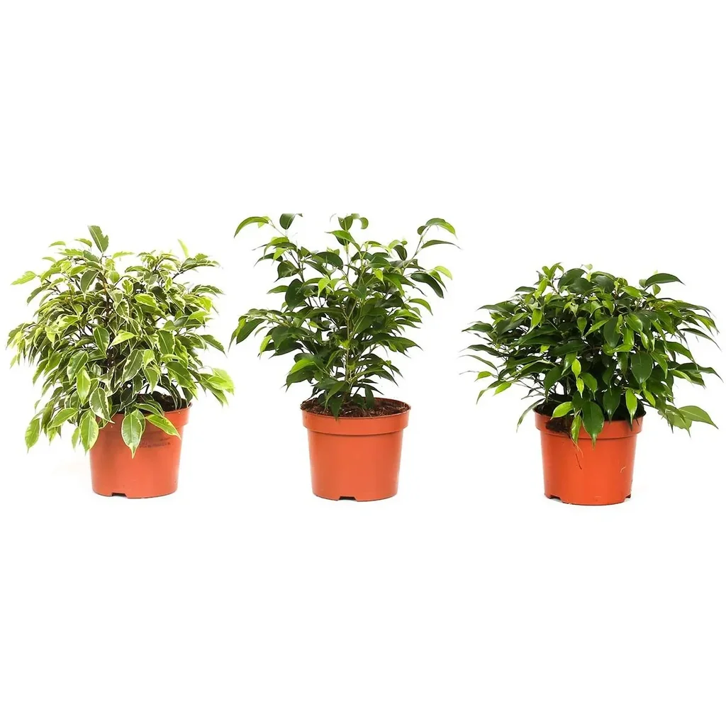 Flower-up Trauerfeigen Ficus Benjamina 3 Stück 25-35 Cm Ficus benjamina Grün Kinky, Kinky & Natasja