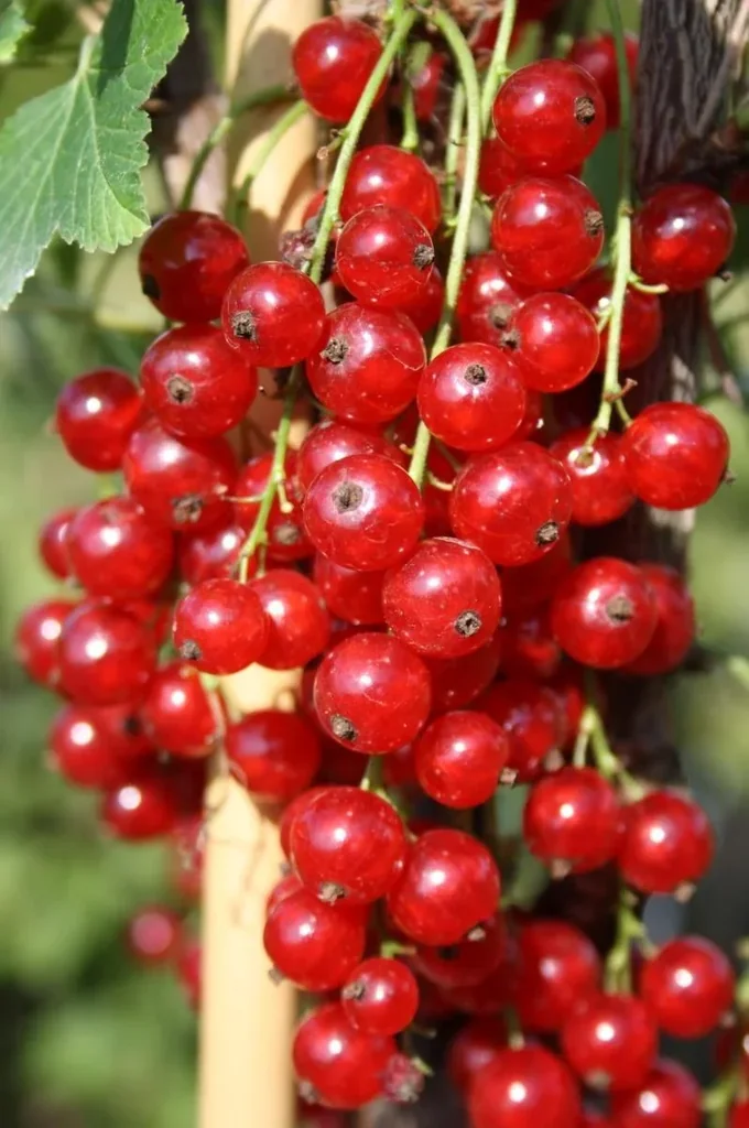 Säulenjohannisbeere rot "Jonkheer v. Tets" Säule, im 3,5L-Container